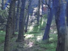-七曲山风景区