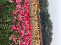 -荷兰花海