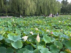 -莲花池公园