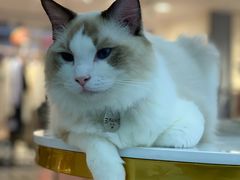 -糯米喵星人·撸猫猫舍咖啡馆(西市场嘉华店)