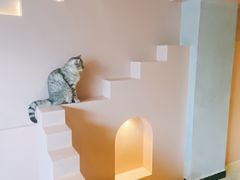 -猫儿山۰猫主题餐厅