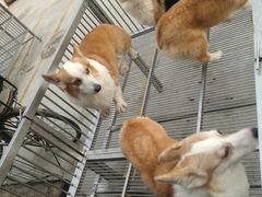 -中环花鸟鱼虫市场