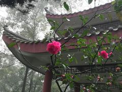 -南山植物园