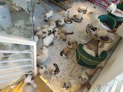 -喵喵咪呀布偶猫咖(春熙路店)