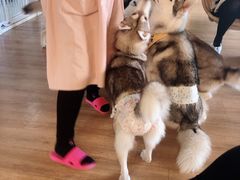 -Husky Go! 哈士奇体验馆·宠物咖啡厅狗咖