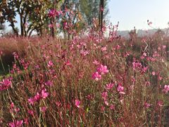 -汉长安城未央宫国家考古遗址公园