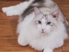 -李小姐の猫咖啡馆(五角场店)