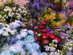 -花鸟鱼虫鲜花绿植市场(玉泉路店)