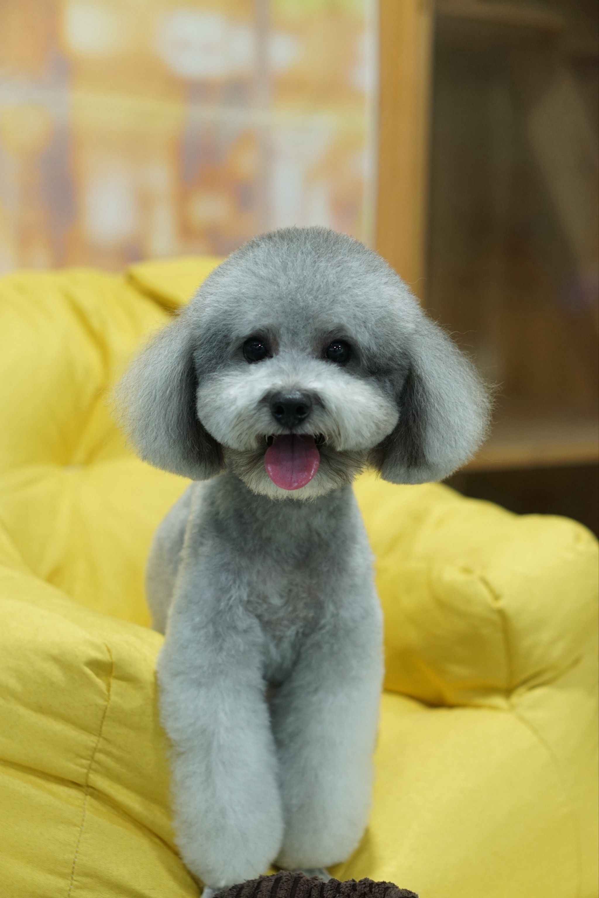 今天,我是宠物美容师