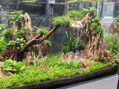 -花鸟鱼虫鲜花绿植市场(玉泉路店)