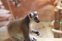 -Zoolung Zoolung动物主题公园(海信广场店)