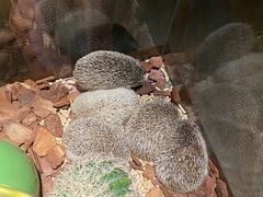 -绿色星球动物主题公园