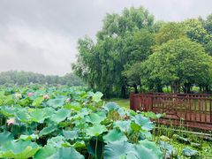 -荷塘月色湿地公园·向阳花洲