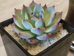 -新发展亚太JW万豪酒店·福苑咖啡厅