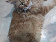 -藏猫猫咖啡主题馆(中央大道店)