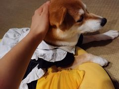 -逗柴咖啡屋·狗咖猫咖宠物桌游