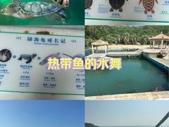 -广东惠东海龟国家级自然保护区