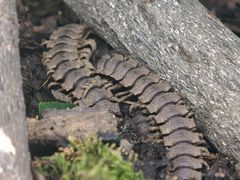 -上海大自然野生昆虫馆(东方明珠·爬宠昆虫探索中心)
