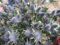 -三圣花乡旅游区