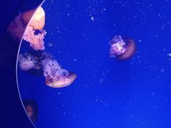 -海合安青岛极地海洋公园