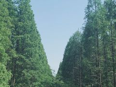 -黄海国家森林公园