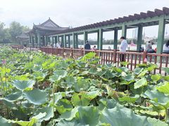 -莲花池公园