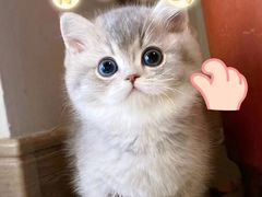 -欣宠猫屋·矮脚拿破仑·蓝金金渐层