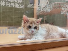 -帕帕拉兹宠物(亚洲旗舰店)