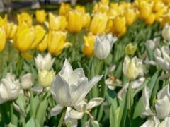 -上海鲜花港