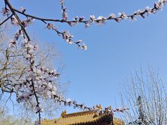 -桃花堤公园