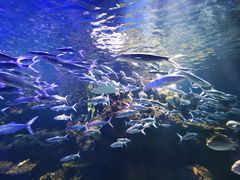 -华夏文旅海洋公园