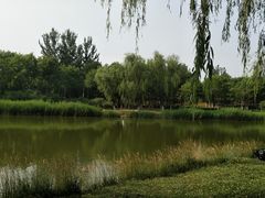 -大兴滨河森林公园