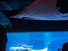 -海合安武汉极地海洋公园