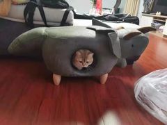 -欣宠猫屋·矮脚拿破仑·蓝金金渐层