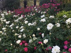 -人民公园(罗湖区)