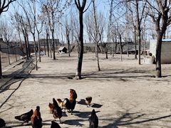 -甜心庄园·甜心草莓采摘园(西青中北店)