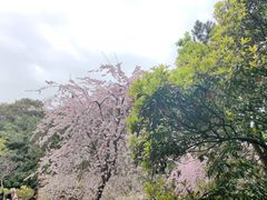 -西安青龙寺遗址景区