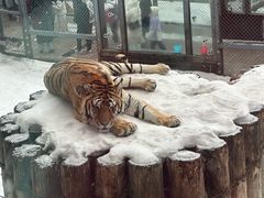 -横道河子东北虎林园