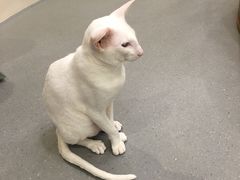 -飞行喵MR PILOT|猫舍·猫咖(静安大融城店)