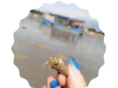 -北海金海湾红树林生态旅游区