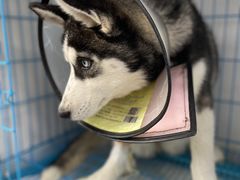 -美联众合动物医院(·中兽医·疑难杂症·严家桥分院)