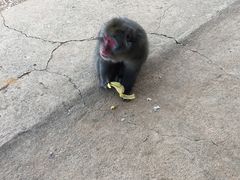 -岚山猴子公园