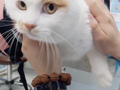 -纳吉亚猫专科动物诊疗中心(蒋宅口分院)