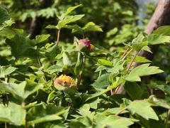 -洛阳市隋唐城遗址植物园