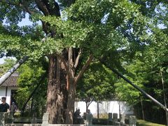 -上海佘山国家森林公园天马山园