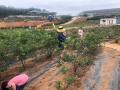 -金石滩蓝莓谷庄园