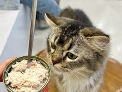 -共舞时光猫咖·狗咖(新街口店)