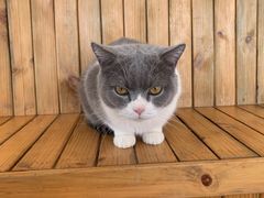 -猫的茶·猫咖