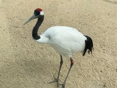 -盐城丹顶鹤湿地生态旅游区