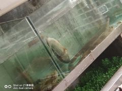 -老家黄墩小错鸡·活海鲜